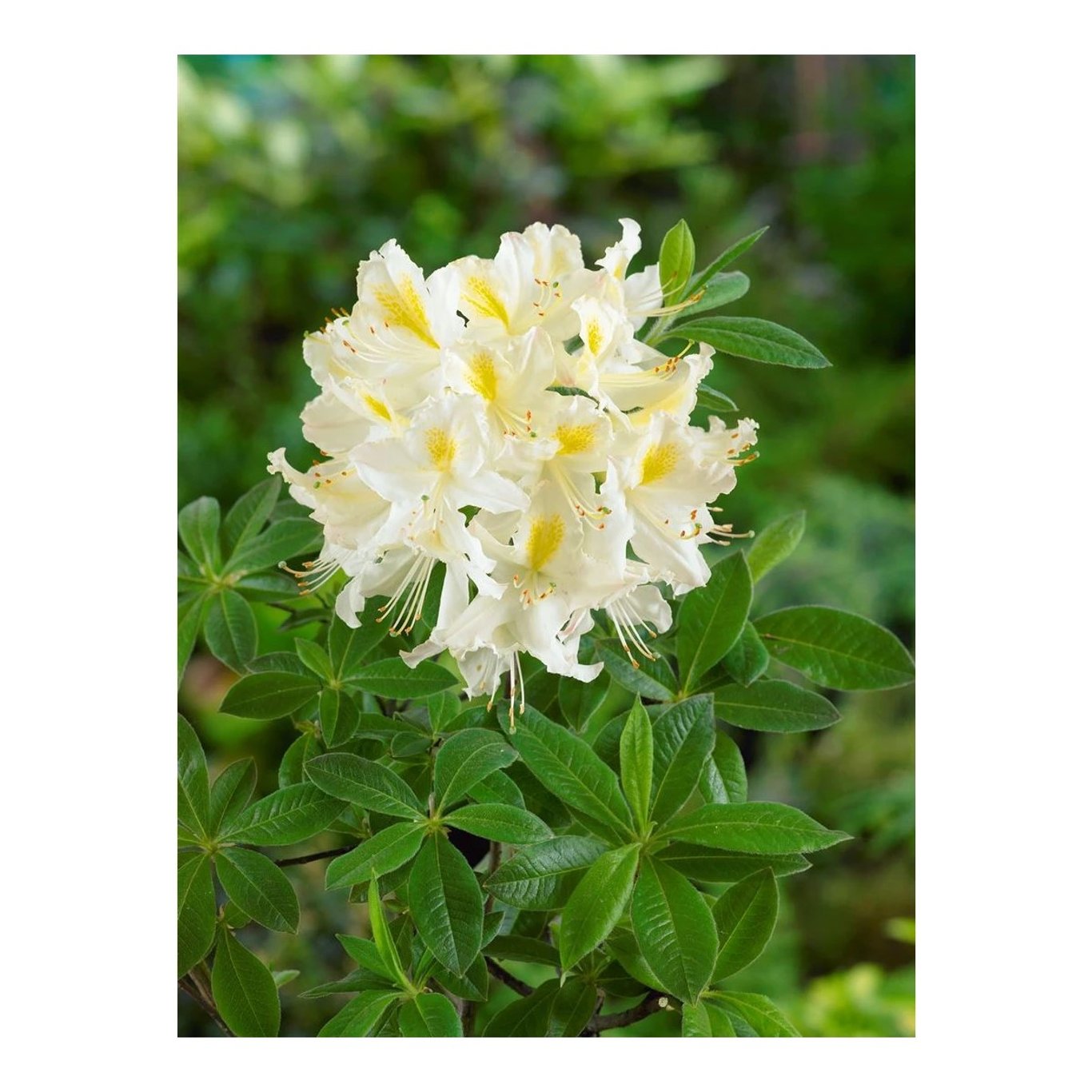 Rhododendron – Rhododendron (AP); 'Daviesii' - C5 30-40 CM